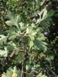 Crataegus pentagyna