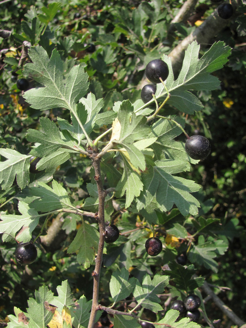 Image of Crataegus pentagyna specimen.