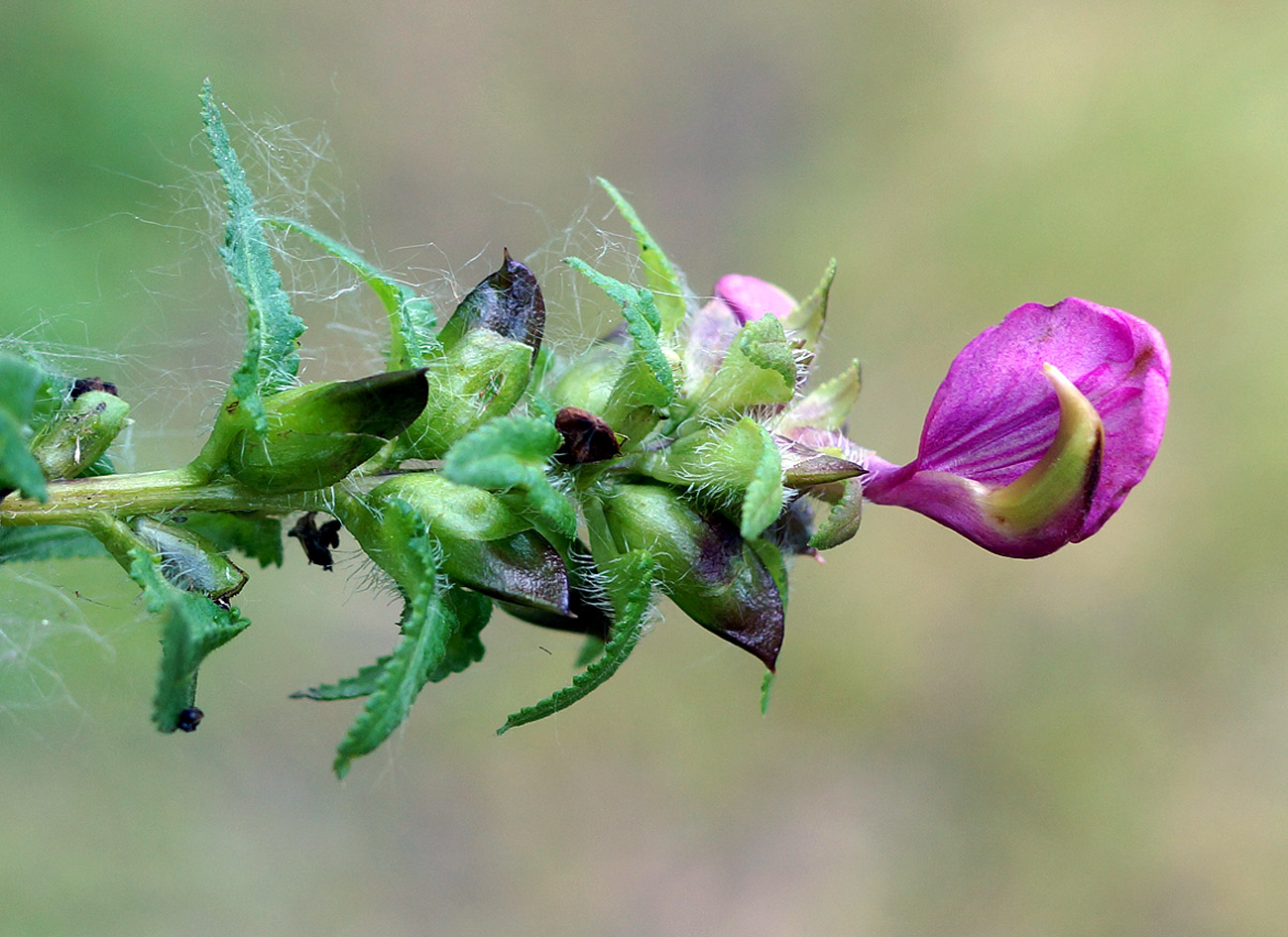 Image of Pedicularis resupinata specimen.