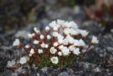 Diapensia obovata. Цветущее растение. Чукотка, побережье бухты Провидения, кустарничково-лишайниковая тундра. 27.06.2014.