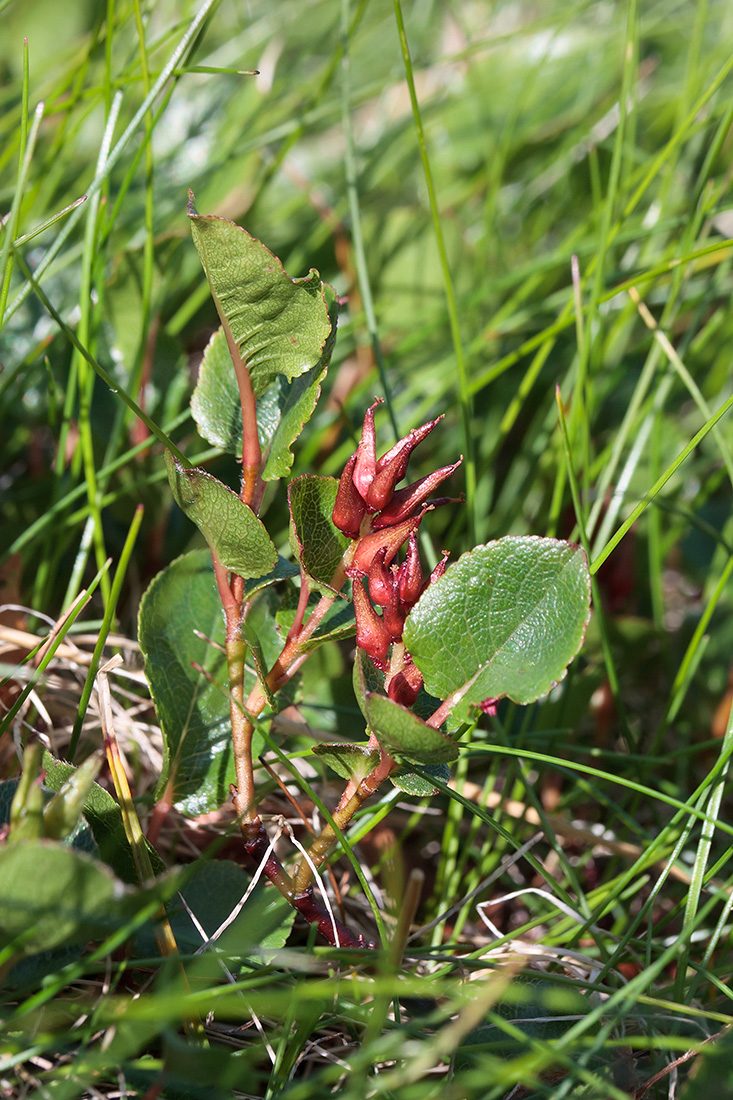 Image of genus Salix specimen.