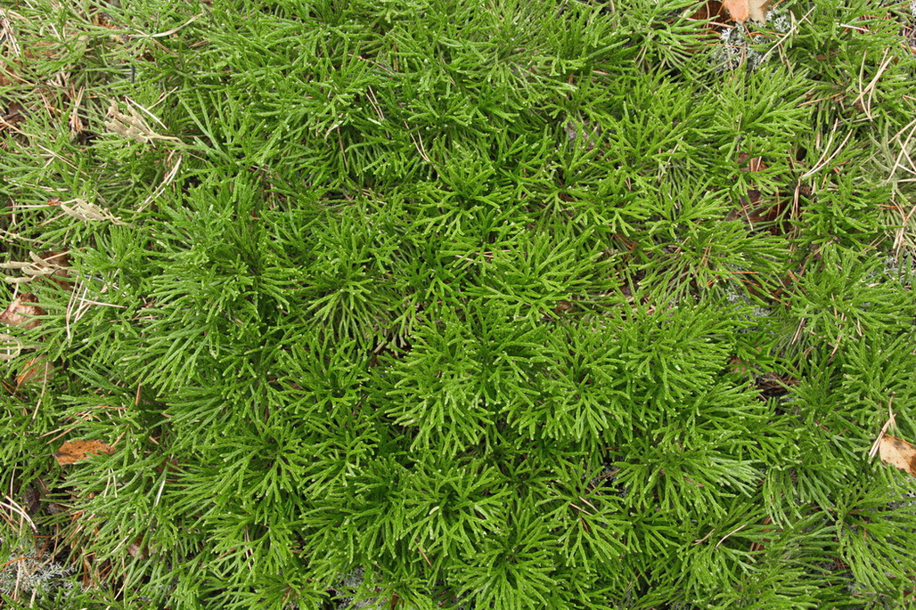 Image of Diphasiastrum complanatum specimen.