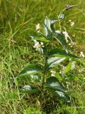 Vincetoxicum hirundinaria