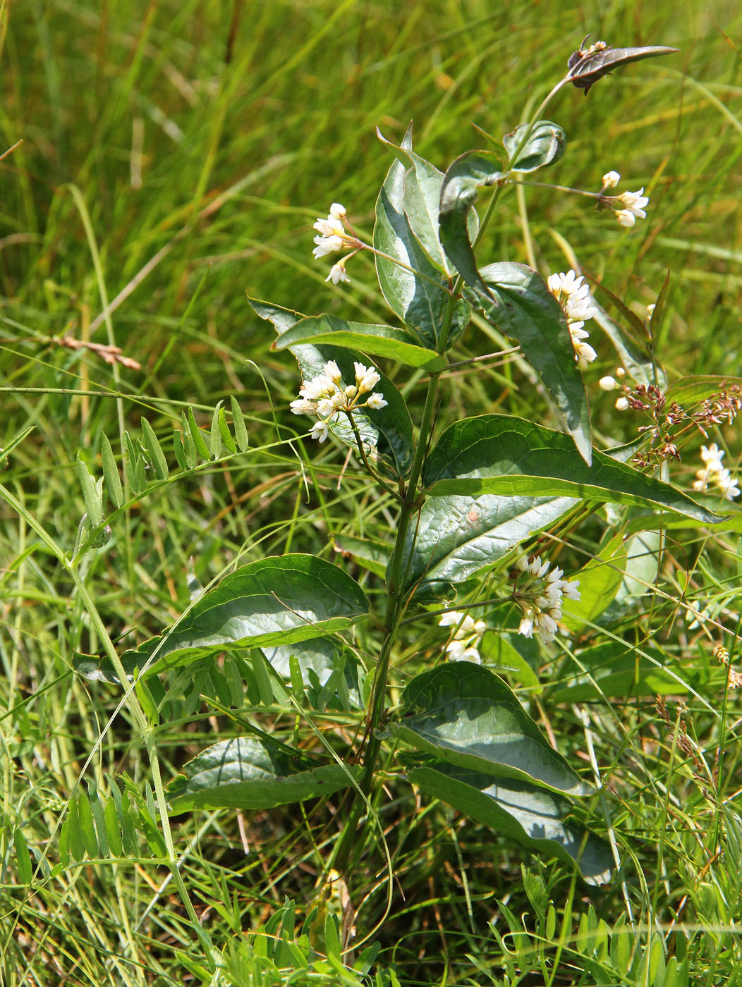 Image of Vincetoxicum hirundinaria specimen.