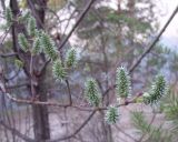 Salix caprea. Ветвь с соплодиями. Башкирия, окр. Белорецка, юго- западный склон горы Мраткиной, край соснового леса у дороги над Белорецким прудом. Первая декада мая.