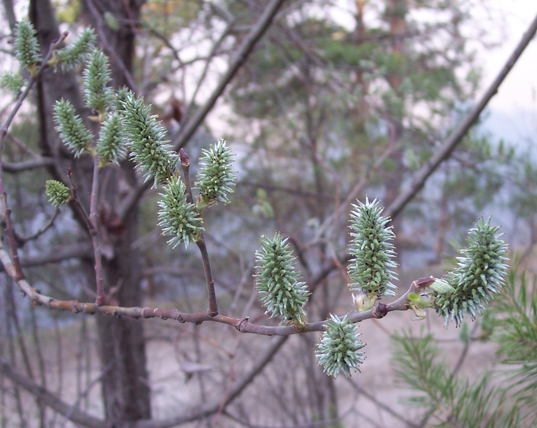 Изображение особи Salix caprea.