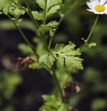 Pyrethrum parthenium