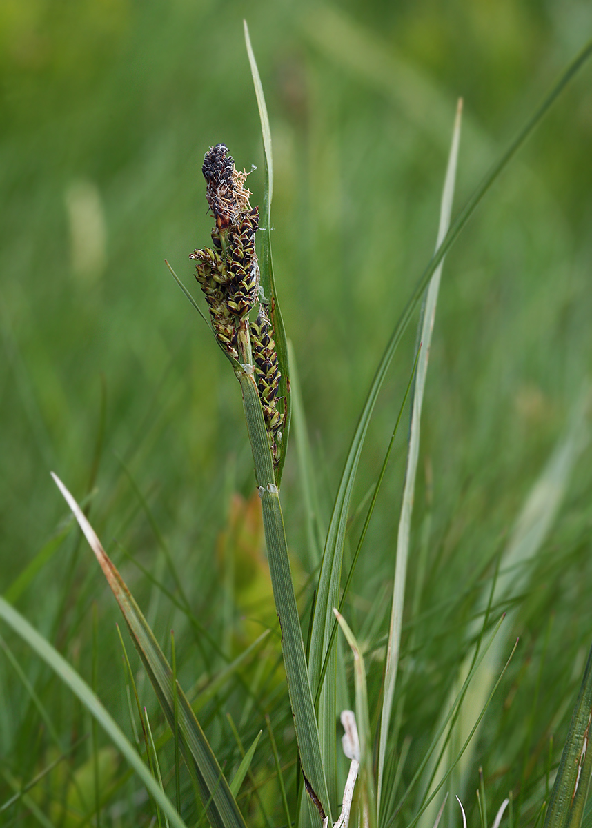 Image of Carex dacica specimen.