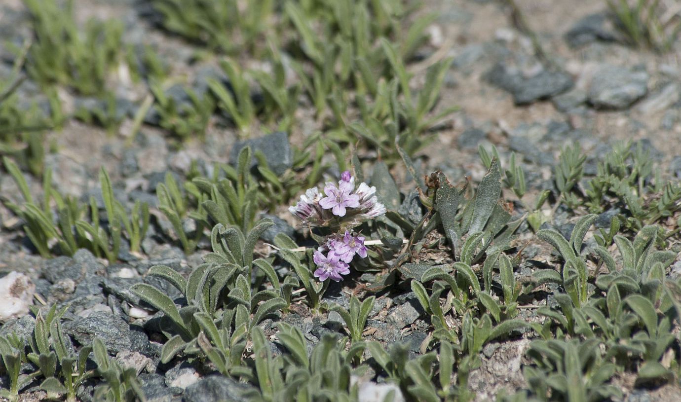 Image of Goniolimon krylovii specimen.