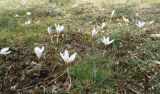 Crocus tauricus