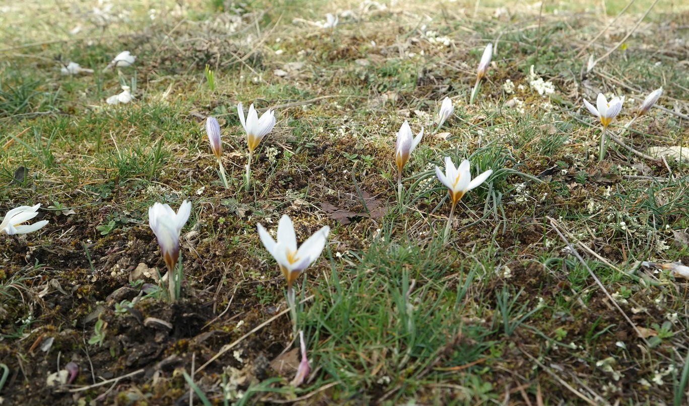 Изображение особи Crocus tauricus.