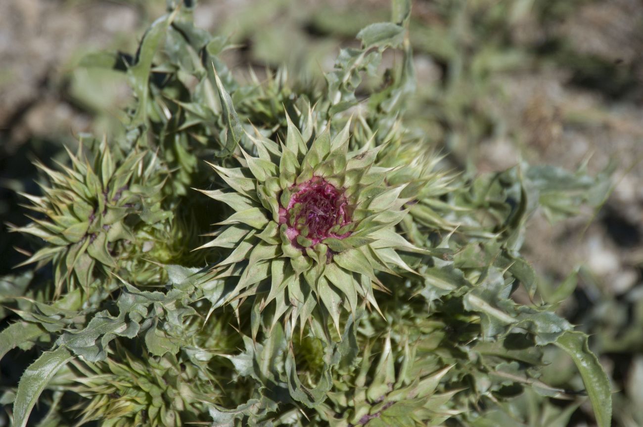 Image of Carduus thoermeri specimen.