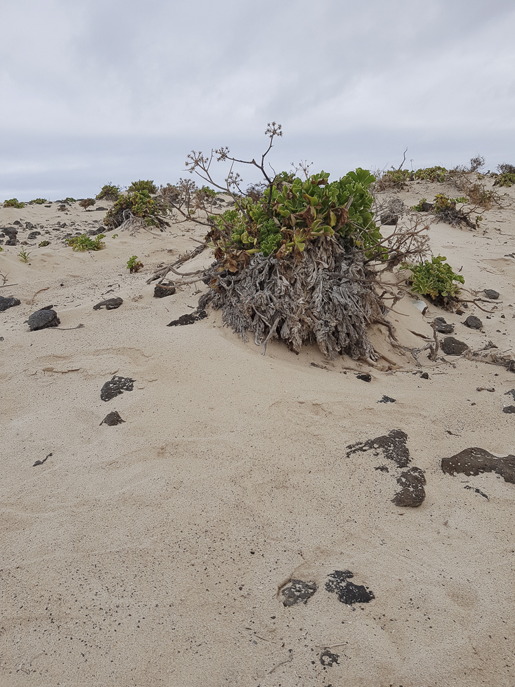 Image of Astydamia latifolia specimen.