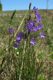 Campanula persicifolia