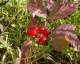 Rubus saxatilis. Верхушка растения с соплодием. Якутия, Мирнинский р-н, окр. пос. Светлый, тайга. 01.00.2007.