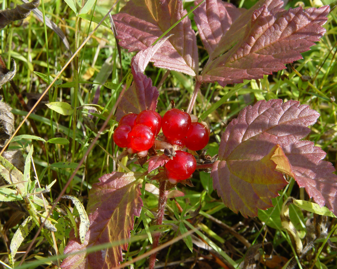 Image of Rubus saxatilis specimen.