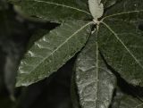 Image of taxon representative. Author is Татьяна Мальчинская