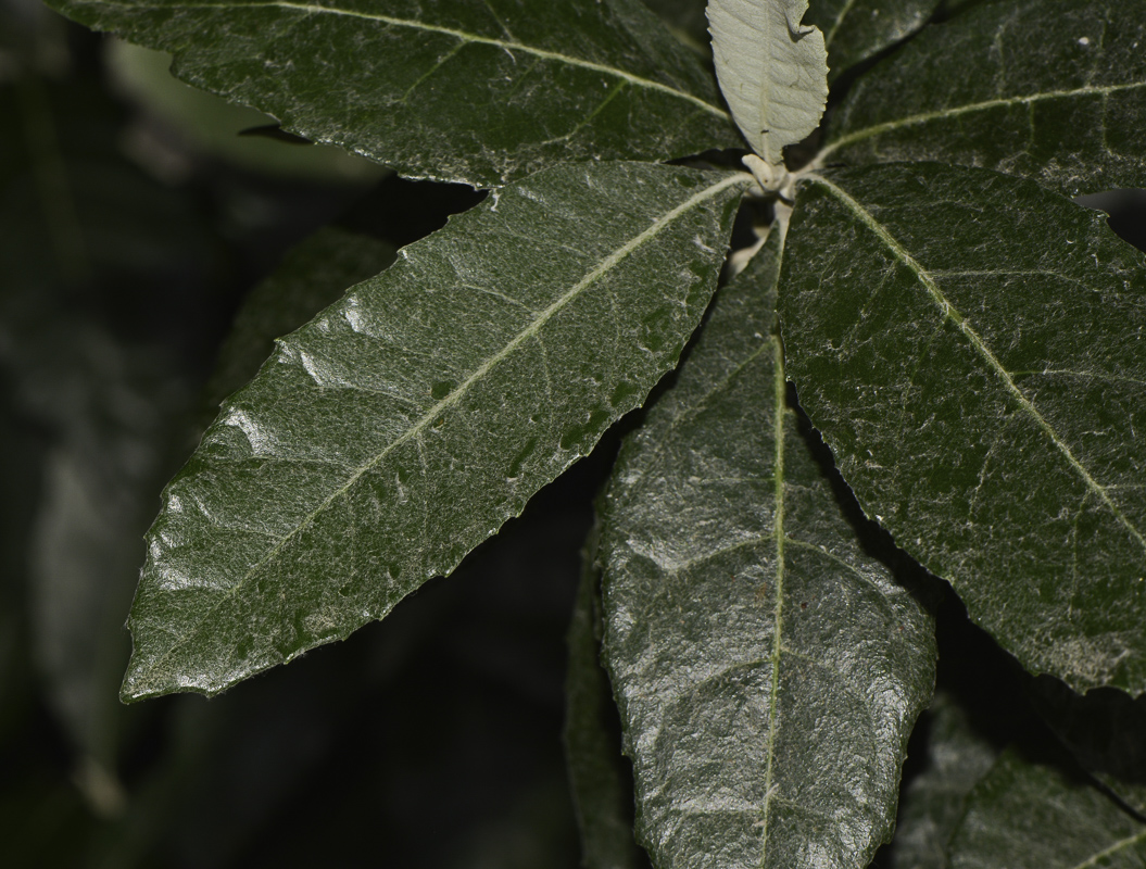 Image of Brachylaena discolor specimen.