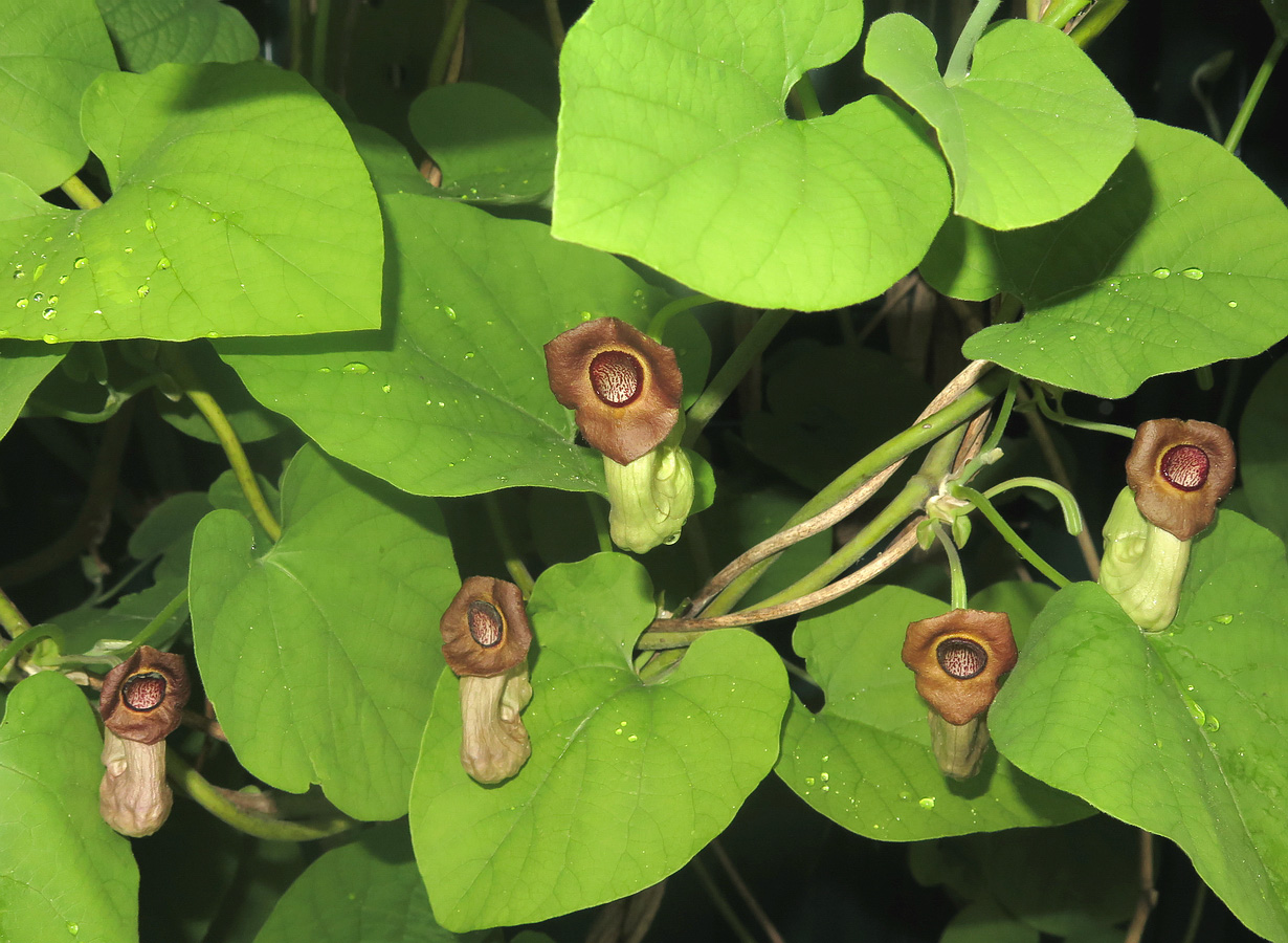 Изображение особи Aristolochia manshuriensis.