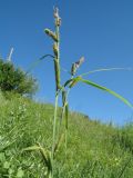 Carex acuta. Верхушка плодоносящего растения с соплодиями и отцветшими мужскими соцветиями (вверху; Carex fuscovaginata Kuk.). Казахстан, Западный Тянь-Шань, Киргизский хр., ущ. Мерке, ≈ 1200 м н.у.м., у ирригационного арычка в приустьевой части ущелья. 25 мая 2018 г.