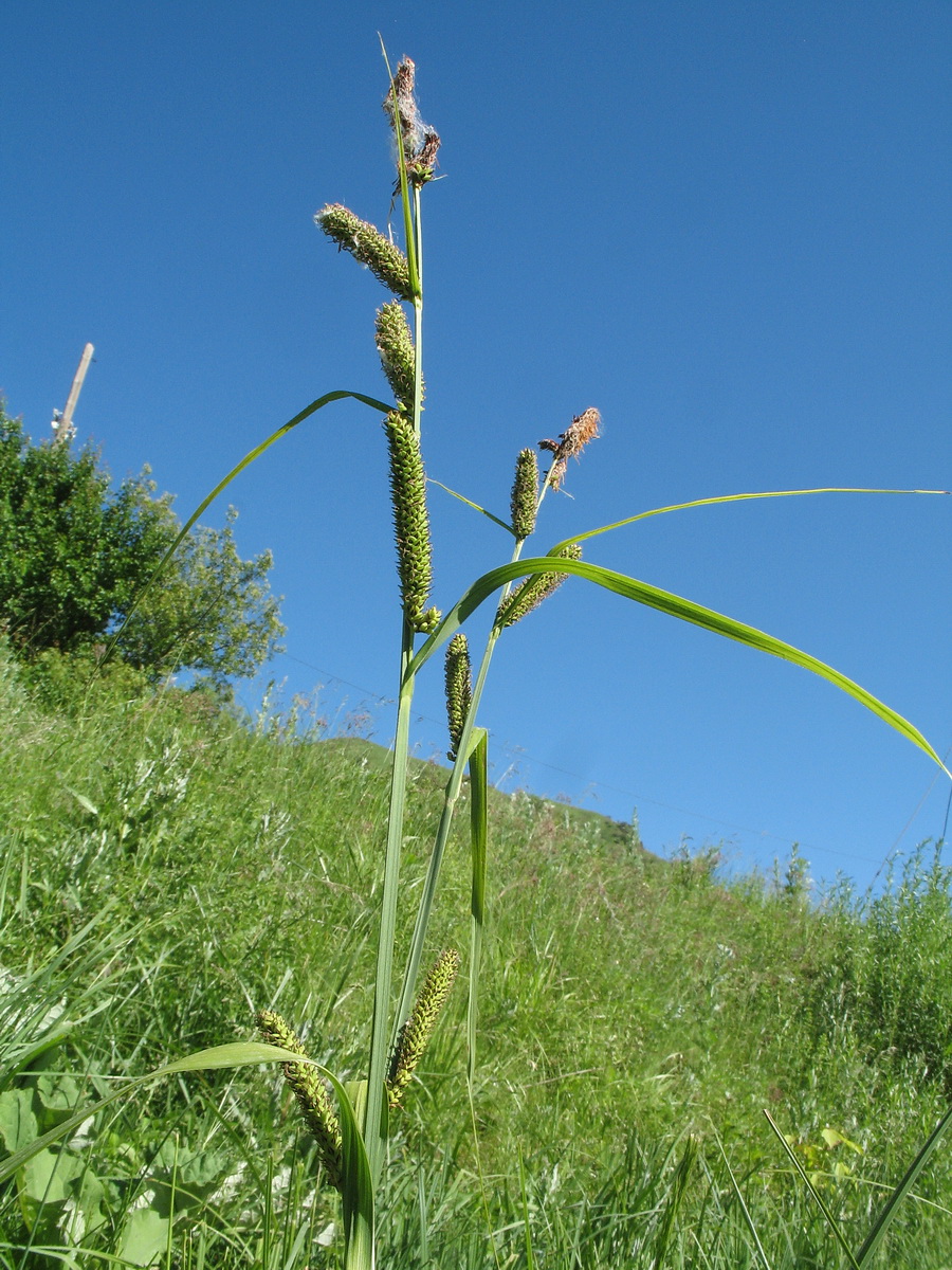 Изображение особи Carex acuta.