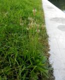 Plantago lanceolata. Цветущее растение. Москва, Кусково, берег Б. Кусковского пруда, сорное на газоне. 16.06.2015.