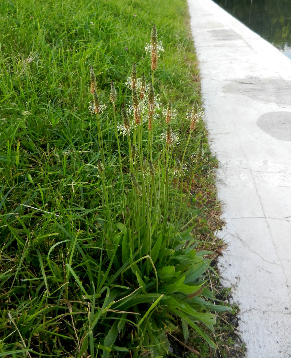 Image of Plantago lanceolata specimen.