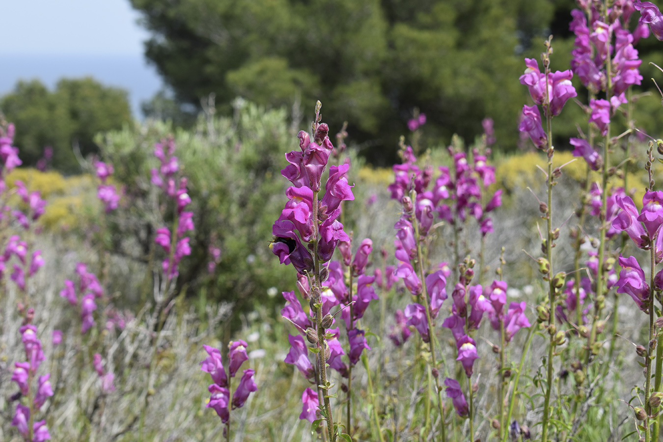 Изображение особи Antirrhinum majus.