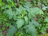 Carduus bicolorifolius. Вегетирующее растение. Украина, Львовская обл., Сколевский р-н, национальный природный парк \"Сколевские Бескиды\", окр. с. Каменка, на лугу. 13.05.2018.