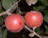 Prunus cerasifera разновидность pissardii. Зрелые плоды. Узбекистан, г. Ташкент, пос. Улугбек. 21.06.2018.