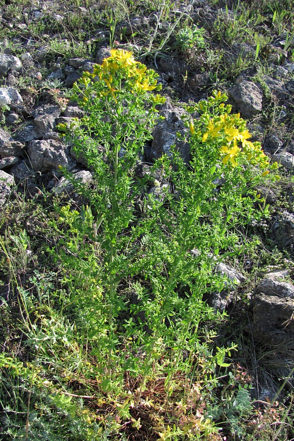 Image of Hypericum perforatum specimen.