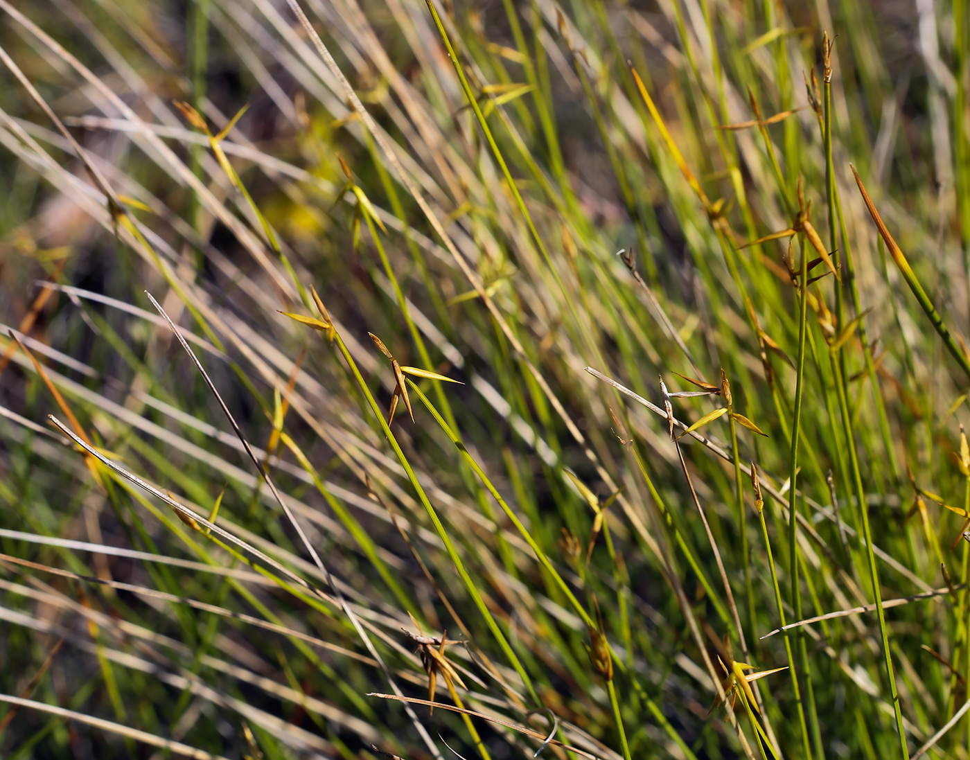 Image of Carex pauciflora specimen.