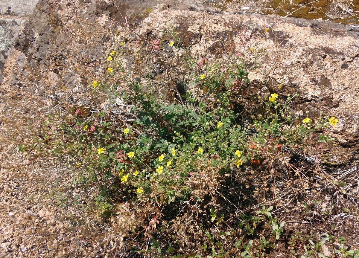 Image of Potentilla heidenreichii specimen.