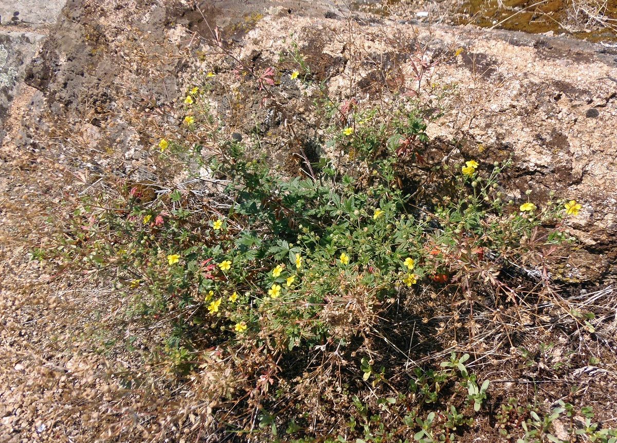 Изображение особи Potentilla heidenreichii.