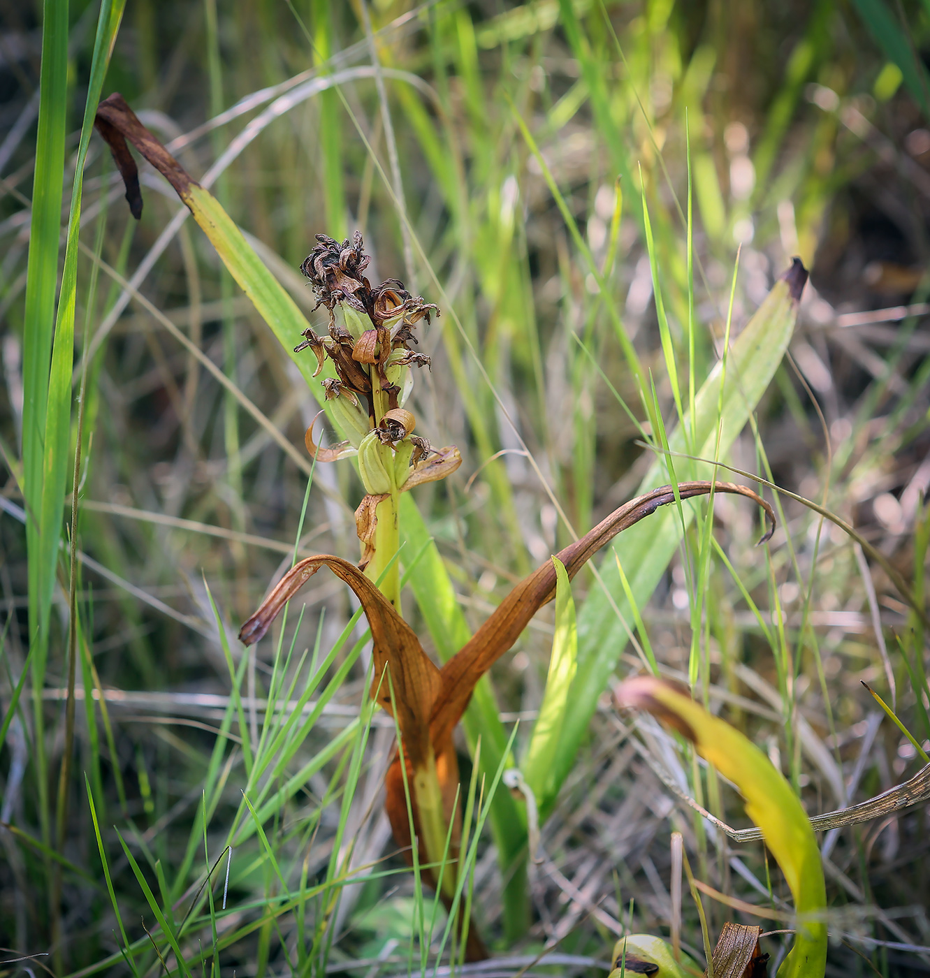 Изображение особи Dactylorhiza incarnata.