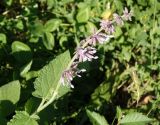 Salvia verticillata. Соцветие. Крым, Белогорский р-н, Топловский монастырь. 12.08.2018.