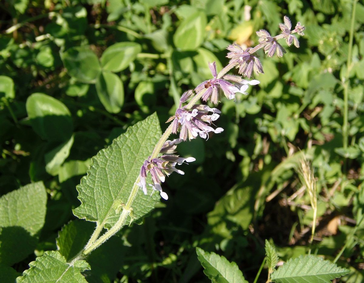 Изображение особи Salvia verticillata.