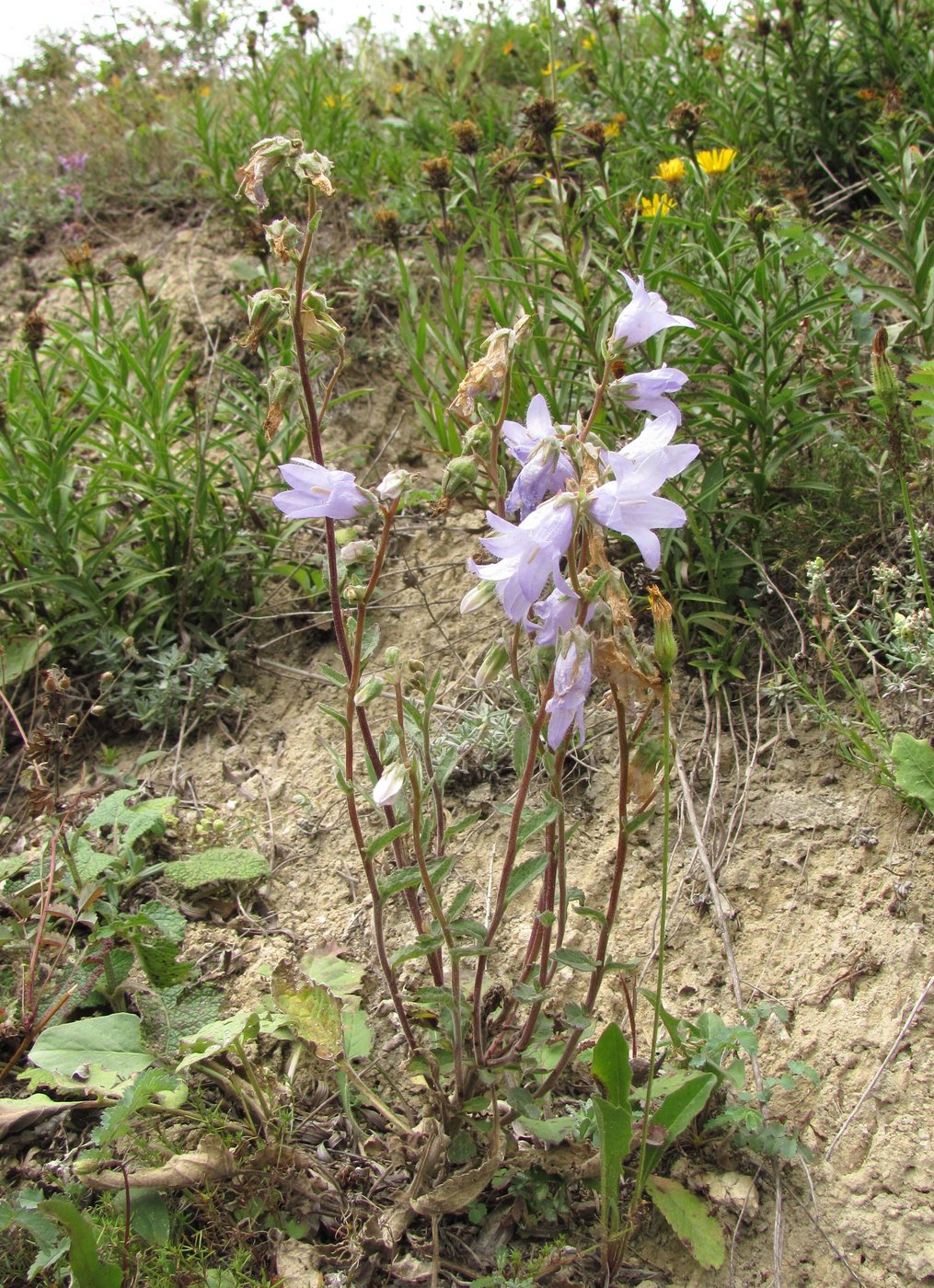 Изображение особи род Campanula.