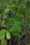 Klasea quinquefolia