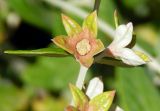 Teucrium fruticans. Плод. Черногория, муниципалитет Будва, пос. Бечичи (Bečići), сорное. Июль 2018 г.