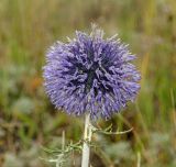 Echinops crispus. Верхушка побега с соцветием. Башкортостан, Учалинский р-н, Ильчигуловский сельсовет, окр. дер. Мулдашево, хр. Нурали, луговой склон, ≈ 700 м н.у.м. 7 сентября 2018 г.