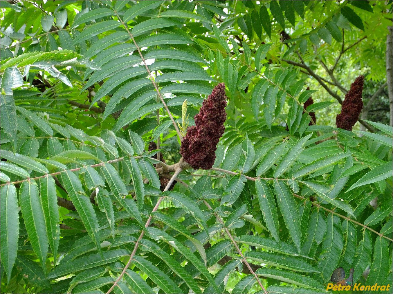 Image of Rhus typhina specimen.