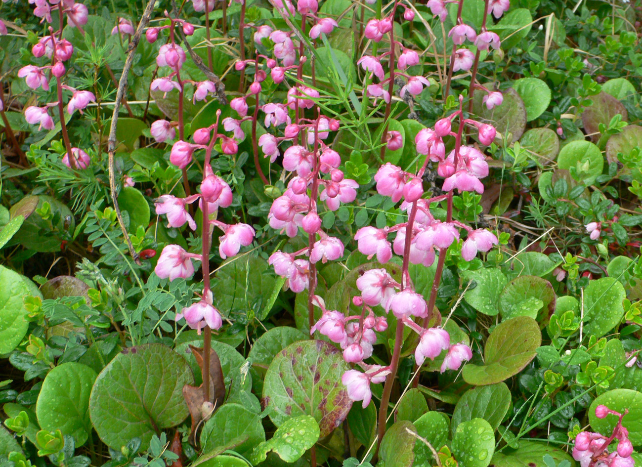 Image of Pyrola incarnata specimen.