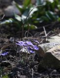 род Hepatica