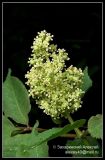 Sambucus racemosa. Соцветие. Подмосковье. 05.05.2008.