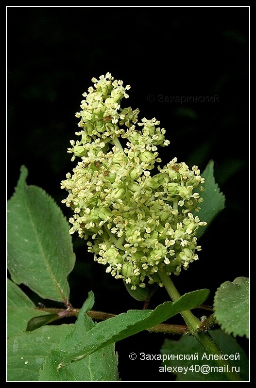 Изображение особи Sambucus racemosa.