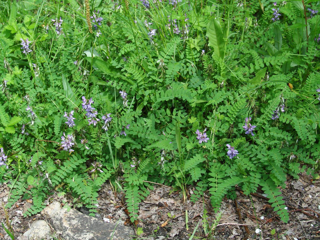 Image of Astragalus alpinus specimen.