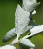 Populus alba. Верхушка молодого побега (вид с абаксиальной стороны). Казахстан, Восточно-Казахстанская обл., г. Усть-Каменогорск, Архитектурно-ландшафтный музей-заповедник, в культуре. 20.05.2018.