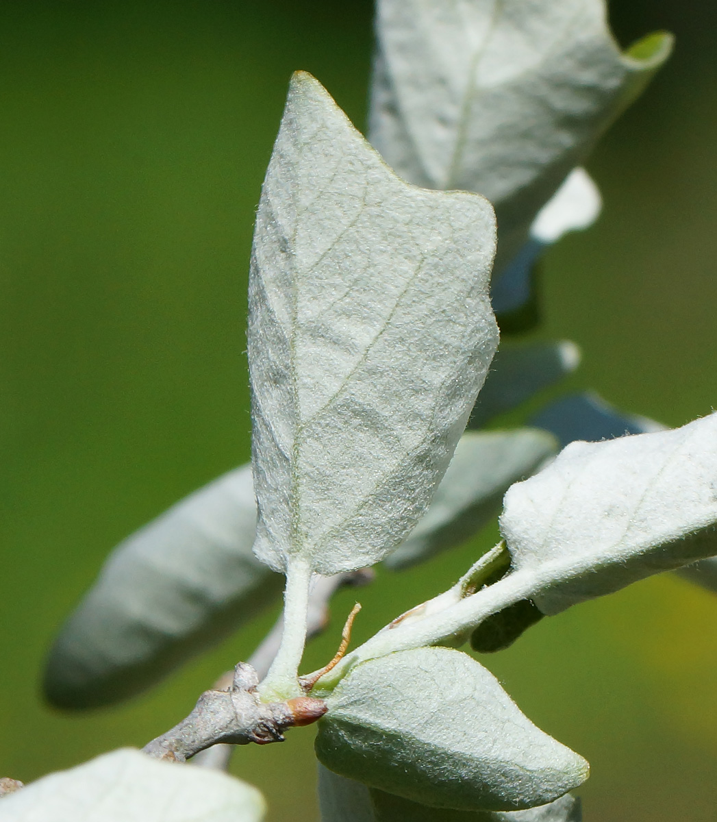 Изображение особи Populus alba.