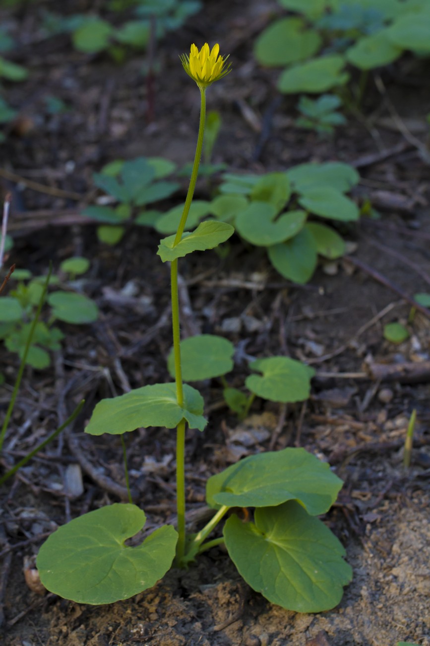 Изображение особи Doronicum orientale.